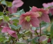 Connect Coaches Garden Tours Image -62b992db7c883